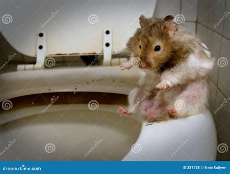 piss hamster|Watersports 